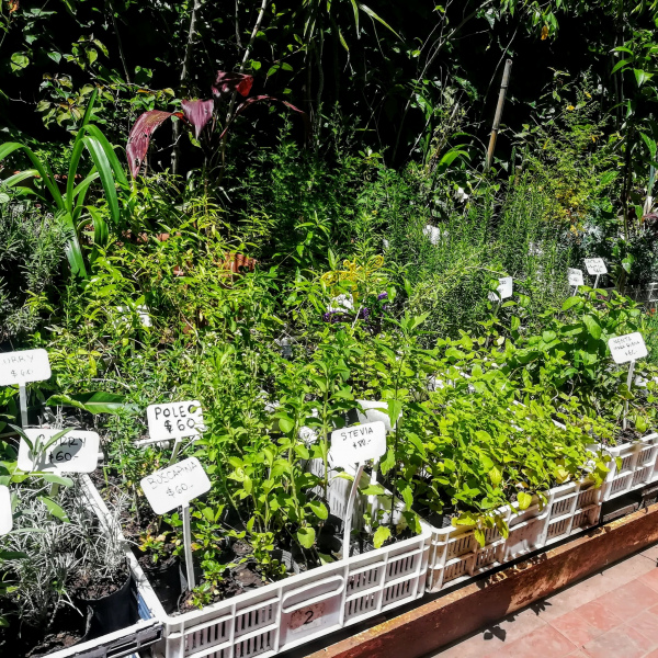 Plantines Orgánicos de Aromáticas , Hierbas Finas y Medicinales 